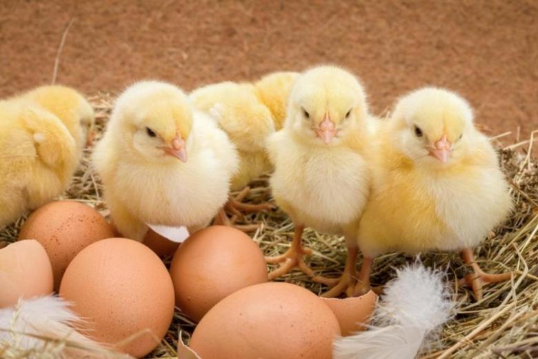 Минсельхоз сообщил о профиците яиц в России